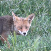 article_1607 Animaux des Pyrénées_BG_23