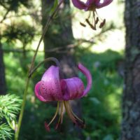 article_1607 Fleurs des Pyrénées_BG_05a