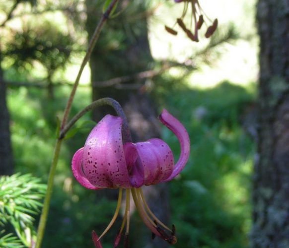 article_1607 Fleurs des Pyrénées_BG_05a