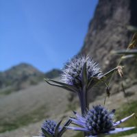 article_1607 Fleurs des Pyrénées_BG_11a