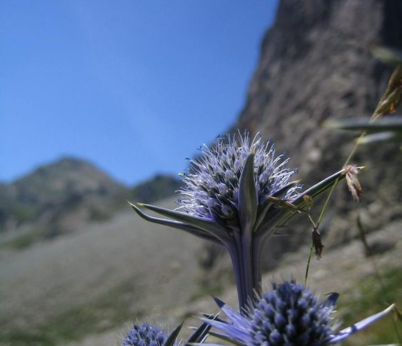 article_1607 Fleurs des Pyrénées_BG_11a