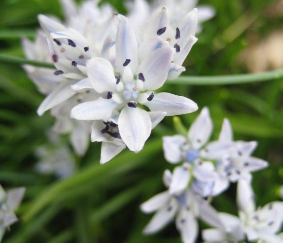 article_1607 Fleurs des Pyrénées_BG_12a