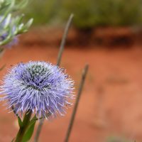 article_1607 Fleurs des Pyrénées_BG_19a