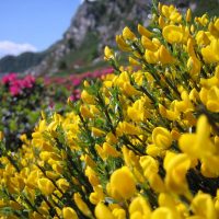 article_1607 Fleurs des Pyrénées_BG_20a