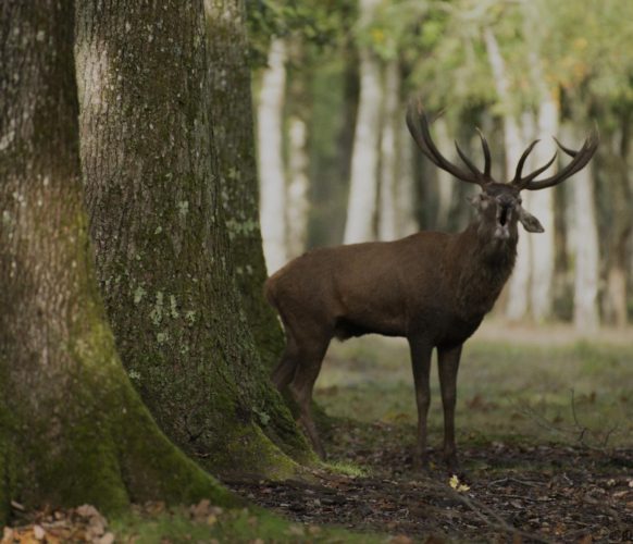 Sortie_Rando_Brame du Cerf_05