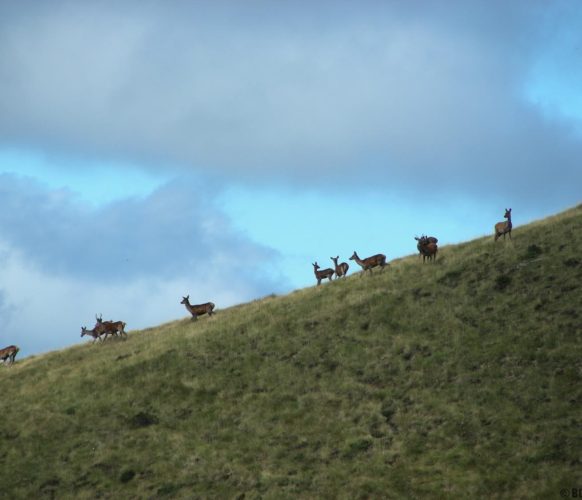 Sortie_Rando_Brame du Cerf_11