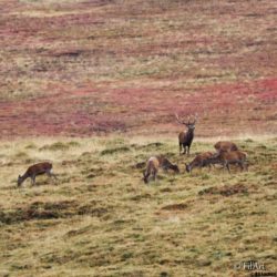 2409 Aufildesvoyages -Brame du Cerf-05