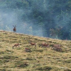 2409 Aufildesvoyages -Brame du Cerf-03