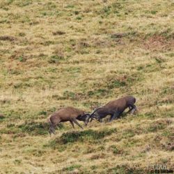 2409 Aufildesvoyages -Brame du Cerf-10