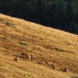 2409 Aufildesvoyages -Brame du Cerf-01