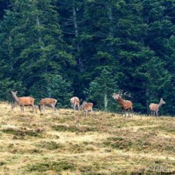2409 Aufildesvoyages -Brame du Cerf-02