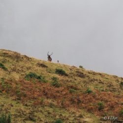 2409 Aufildesvoyages -Brame du Cerf-07