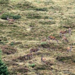 2409 Aufildesvoyages -Brame du Cerf-08