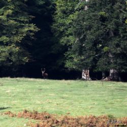 2409 Aufildesvoyages -Brame du Cerf-09