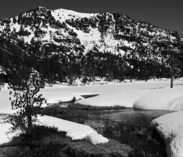 BOG_7229